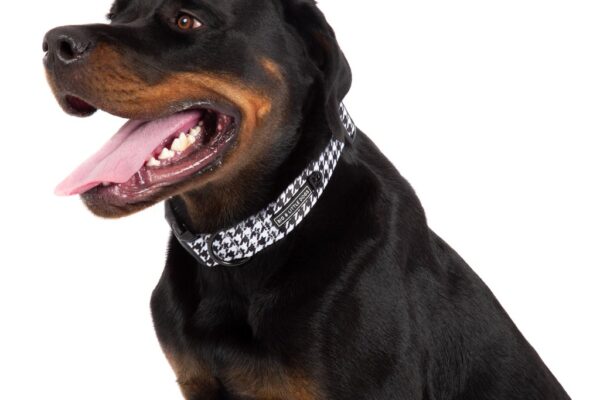 Big & Little Dogs 'Houndstooth Squad' Black and White Dog Collar and Detachable Bow Tie