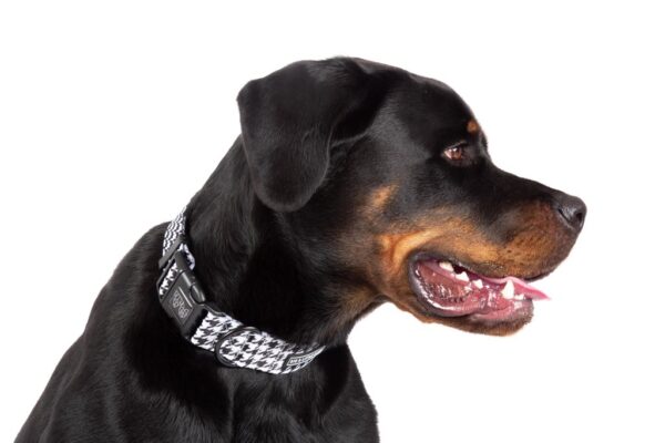 Big & Little Dogs 'Houndstooth Squad' Black and White Dog Collar and Detachable Bow Tie