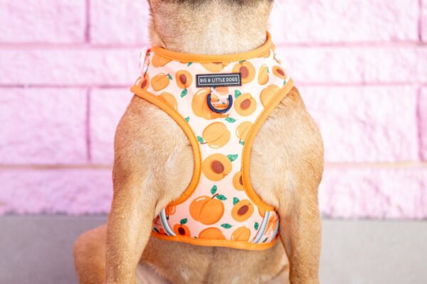 Big & Little Dogs 'Just Peachy' Adjustable Dog Harness
