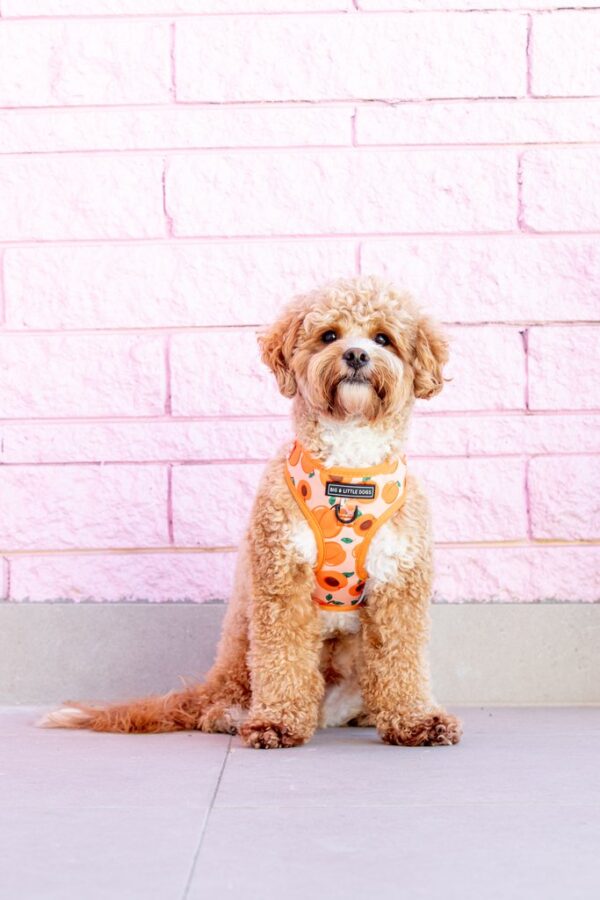 Big & Little Dogs 'Just Peachy' Adjustable Dog Harness