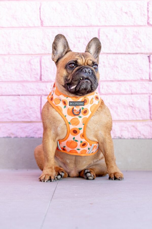 Big & Little Dogs 'Just Peachy' Adjustable Dog Harness