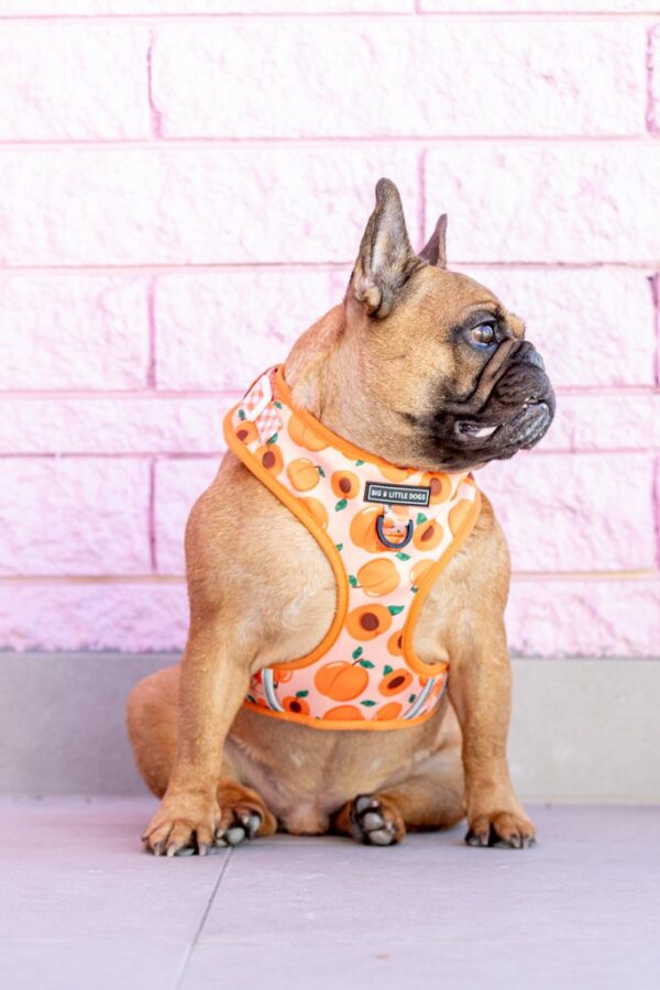 Big & Little Dogs 'Just Peachy' Adjustable Dog Harness