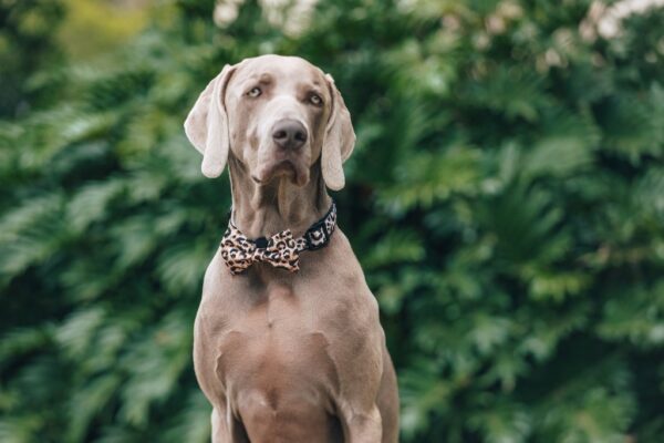 Big & Little Dogs 'Luxurious Leopard' Adjustable Dog Collar