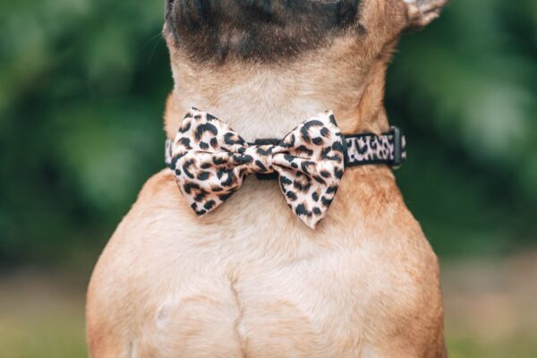 Big & Little Dogs 'Luxurious Leopard' Adjustable Dog Collar
