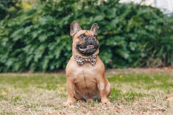 Big & Little Dogs 'Luxurious Leopard' Adjustable Dog Collar