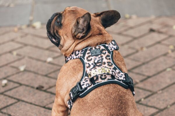Big & Little Dogs 'Luxurious Leopard' All-Rounder Leopard Print Dog Harness
