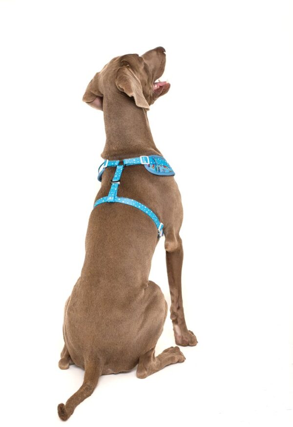 Big & Little Dogs 'Out Of This World' Space Print Adjustable Blue Dog Harness