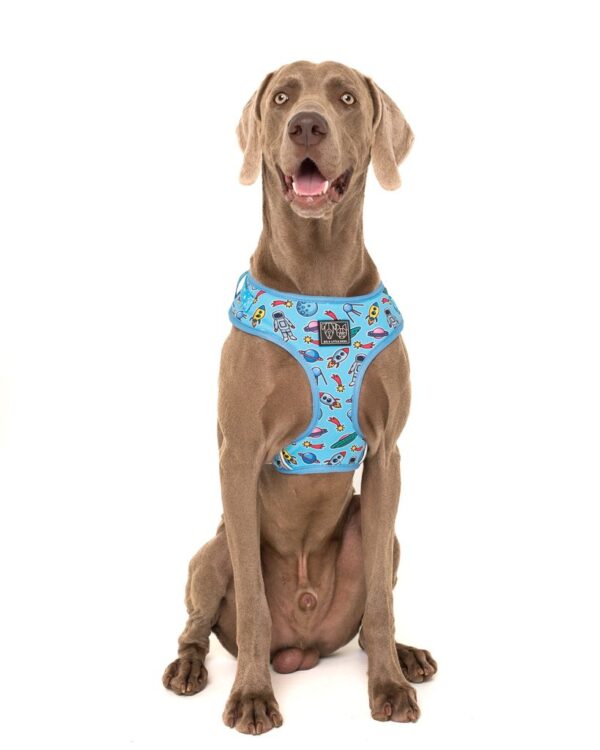 Big dog wearing Big & Little Dogs 'Out Of This World' Space Print Adjustable Blue Dog Harness