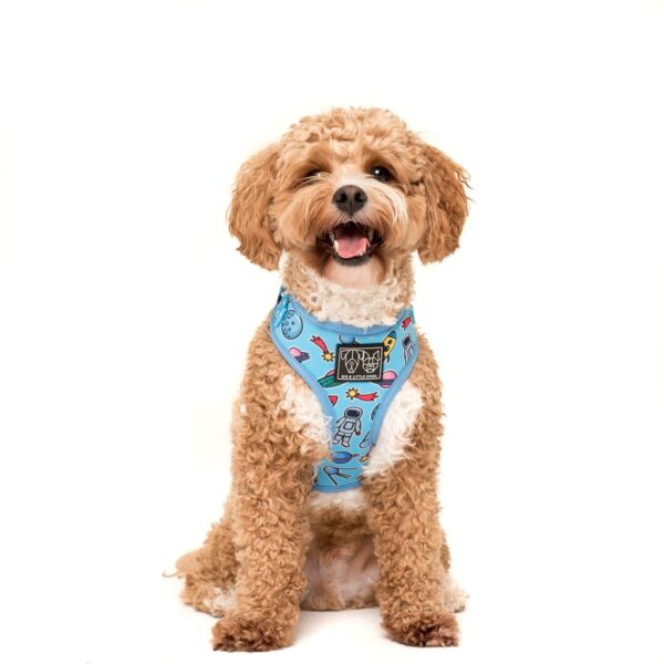 Cute dog wearing Big & Little Dogs 'Out Of This World' Space Print Adjustable Blue Dog Harness