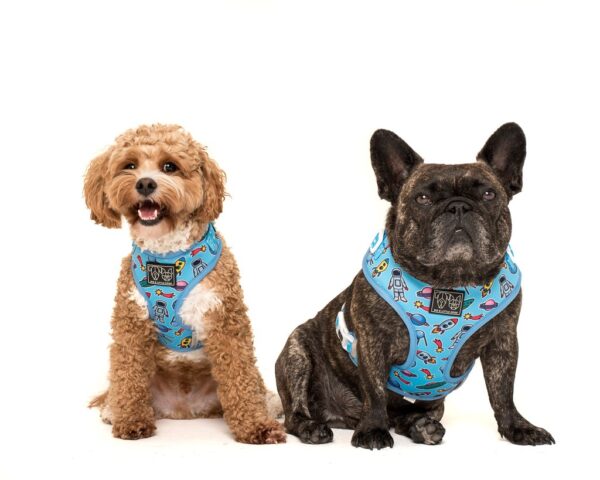 Two dogs wearing Big & Little Dogs 'Out Of This World' Space Print Adjustable Blue Dog Harness