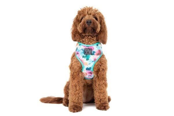 Big & Little Dogs 'Perfect Petal' Floral Print Dog Harness