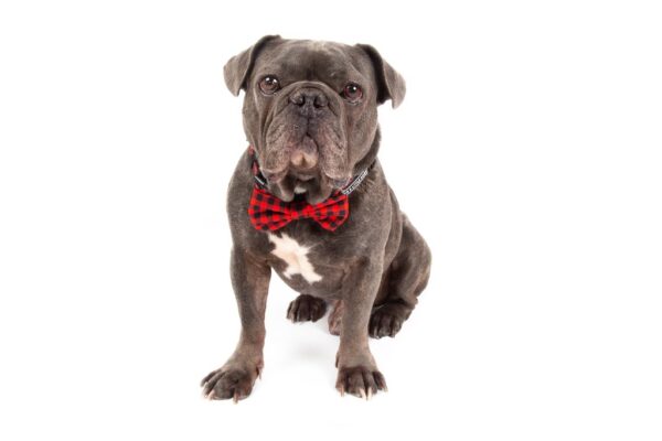 Big & Little Dogs 'Plaid to the Bone' Red and Black Plaid Adjustable Dog Collar and Detachable Dog Bow Tie