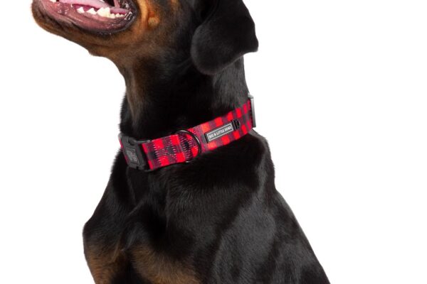 Big & Little Dogs 'Plaid to the Bone' Red and Black Plaid Adjustable Dog Collar and Detachable Dog Bow Tie
