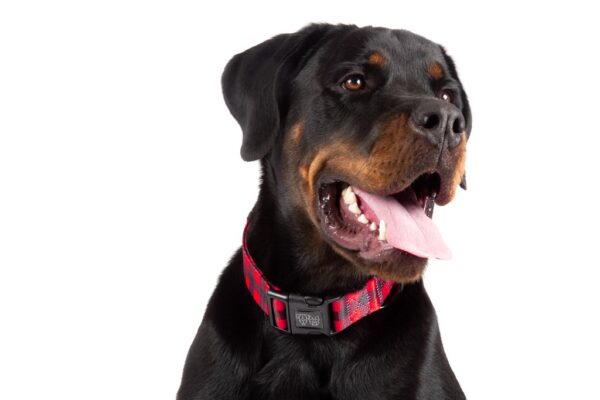 Big & Little Dogs 'Plaid to the Bone' Red and Black Plaid Adjustable Dog Collar and Detachable Dog Bow Tie