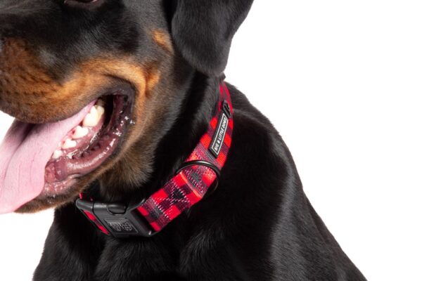 Big & Little Dogs 'Plaid to the Bone' Red and Black Plaid Adjustable Dog Collar and Detachable Dog Bow Tie