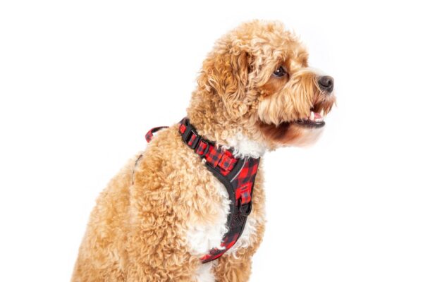 Big & Little Dogs 'Plaid to the Bone' All-Rounder Dog Harness