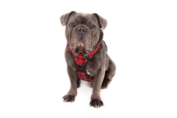 Big & Little Dogs 'Plaid to the Bone' All-Rounder Dog Harness