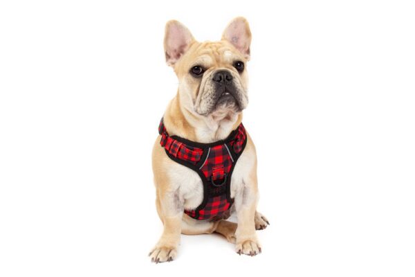 Big & Little Dogs 'Plaid to the Bone' All-Rounder Dog Harness