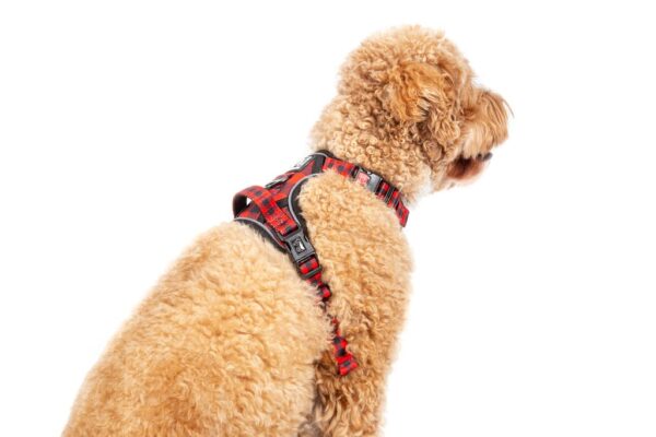 Big & Little Dogs 'Plaid to the Bone' All-Rounder Dog Harness