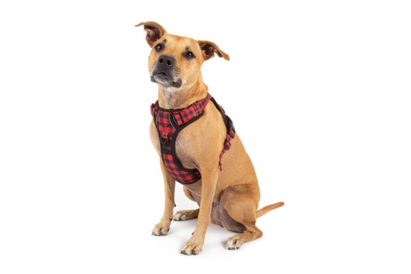 Big & Little Dogs 'Plaid to the Bone' All-Rounder Dog Harness