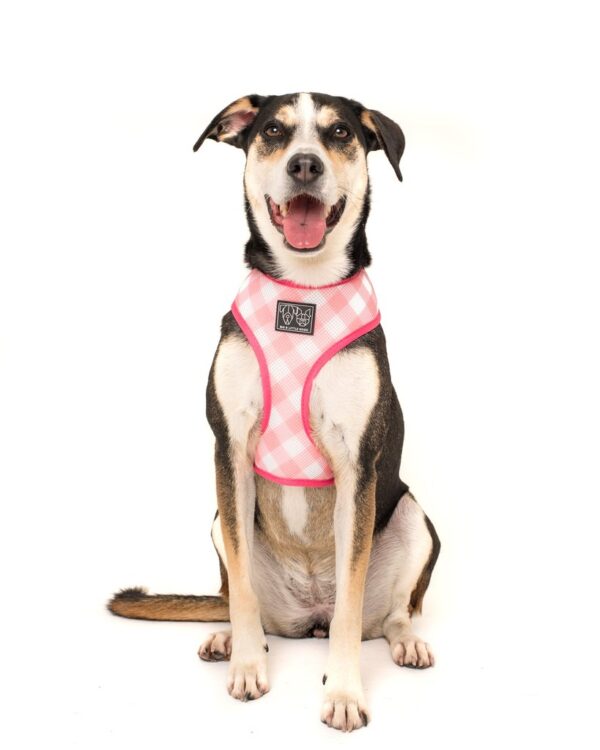 Cute dog wearing Big & Little Dogs 'Plant One On Me' Cactus and Succulent Print Reversible Pink Dog Harness