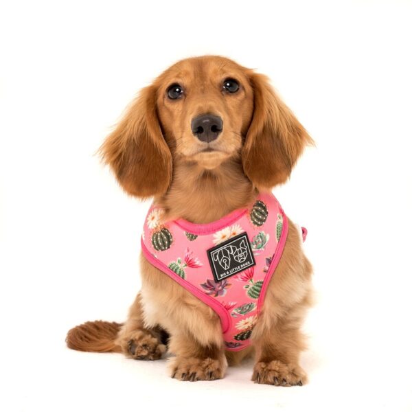 Dachshund wearing Big & Little Dogs 'Plant One On Me' Cactus and Succulent Print Reversible Pink Dog Harness
