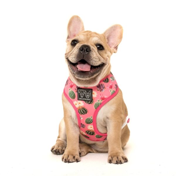 Frenchie wearing Big & Little Dogs 'Plant One On Me' Cactus and Succulent Print Reversible Pink Dog Harness