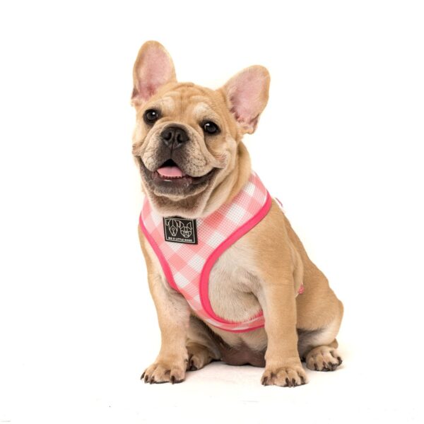 Frenchie wearing Big & Little Dogs 'Plant One On Me' Cactus and Succulent Print Reversible Pink Dog Harness