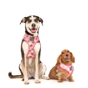 Cute dogs wearing Big & Little Dogs 'Plant One On Me' Cactus and Succulent Print Reversible Pink Dog Harness
