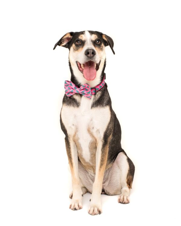 Big & Little Dogs 'Princess-asaurus' Dinosaur Print Adjustable Pink Dog Collar and Detachable Dog Bow Tie