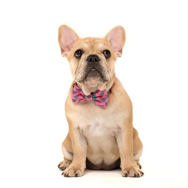 Big & Little Dogs 'Princess-asaurus' Dinosaur Print Adjustable Pink Dog Collar and Detachable Dog Bow Tie