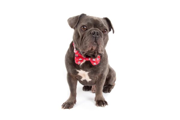 Big & Little Dogs 'Queen of the Clouds' Dog Collar and Detachable Bow Tie