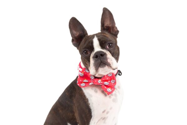 Big & Little Dogs 'Queen of the Clouds' Dog Collar and Detachable Bow Tie