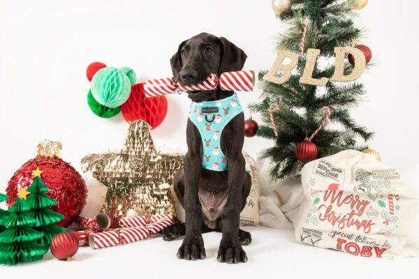 Big & Little Dogs 'Santa's Reindeers' Adjustable Christmas Dog Harness