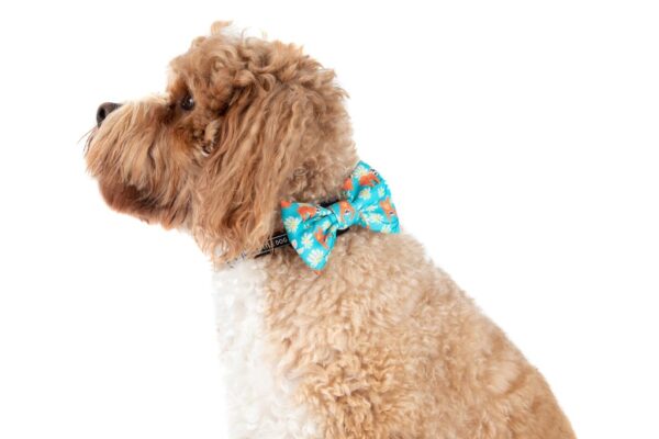 Big & Little Dogs 'Slothin' Around' Sloth Print Dog Collar and Detachable Bow Tie