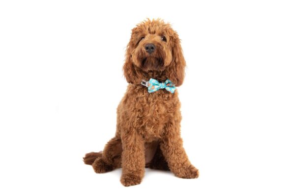 Big & Little Dogs 'Slothin' Around' Sloth Print Dog Collar and Detachable Bow Tie