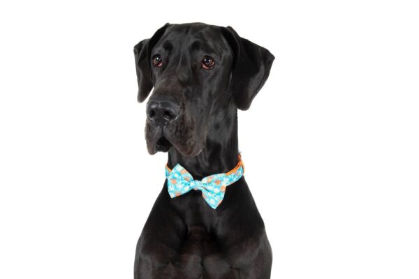 Big & Little Dogs 'Slothin' Around' Sloth Print Dog Collar and Detachable Bow Tie