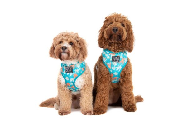 Big & Little Dogs 'Slothin' Around' Sloth Print Dog Harness