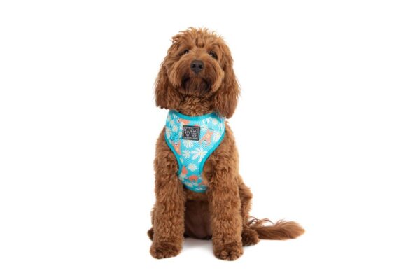 Big & Little Dogs 'Slothin' Around' Sloth Print Dog Harness