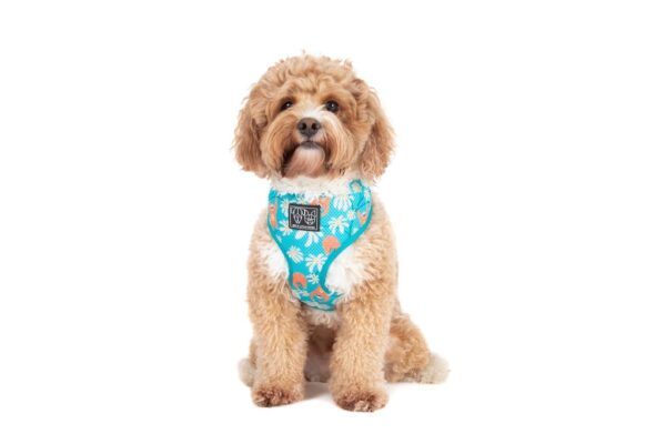 Big & Little Dogs 'Slothin' Around' Sloth Print Dog Harness