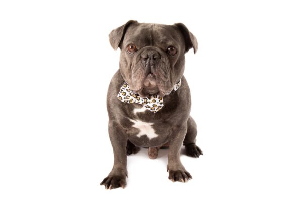 Big & Little Dogs 'Tis' the Season to Sparkle' Christmas Dog Collar