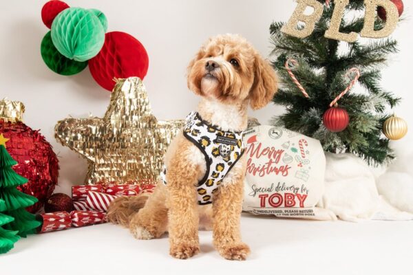 Big & Little Dogs 'Tis' the Season to Sparkle' Adjustable Dog Harness