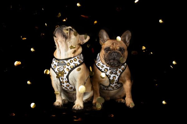 Big & Little Dogs 'Tis' the Season to Sparkle' Adjustable Dog Harness