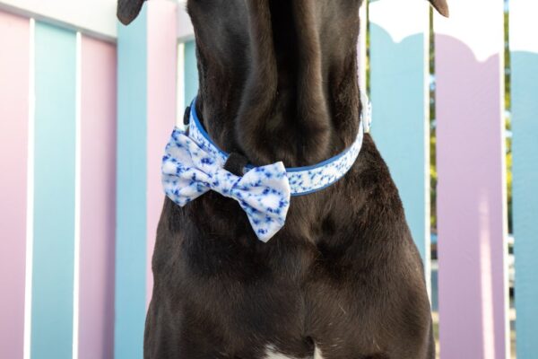 Big & Little Dogs Blue Tie Dye Dog Collar and Detachable Bow Tie