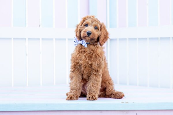 Big & Little Dogs Blue Tie Dye Dog Collar and Detachable Bow Tie