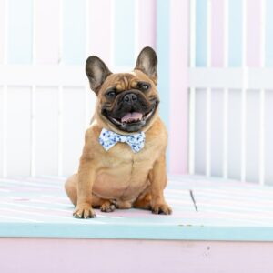 Big & Little Dogs Blue Tie Dye Dog Collar and Detachable Bow Tie