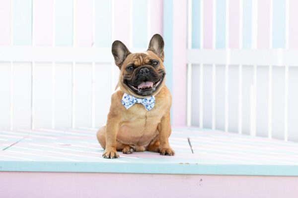 Big & Little Dogs Blue Tie Dye Dog Collar and Detachable Bow Tie