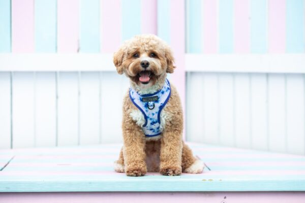 Cute dog wearing a Big & Little Dogs Blue Tie Dye Adjustable Dog Harness