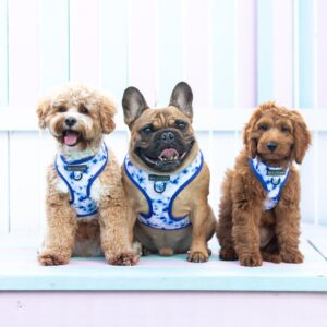Cute dogs wearing a Big & Little Dogs Blue Tie Dye Adjustable Dog Harness