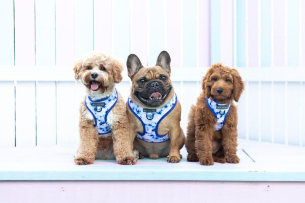 Cute dogs wearing a Big & Little Dogs Blue Tie Dye Adjustable Dog Harness